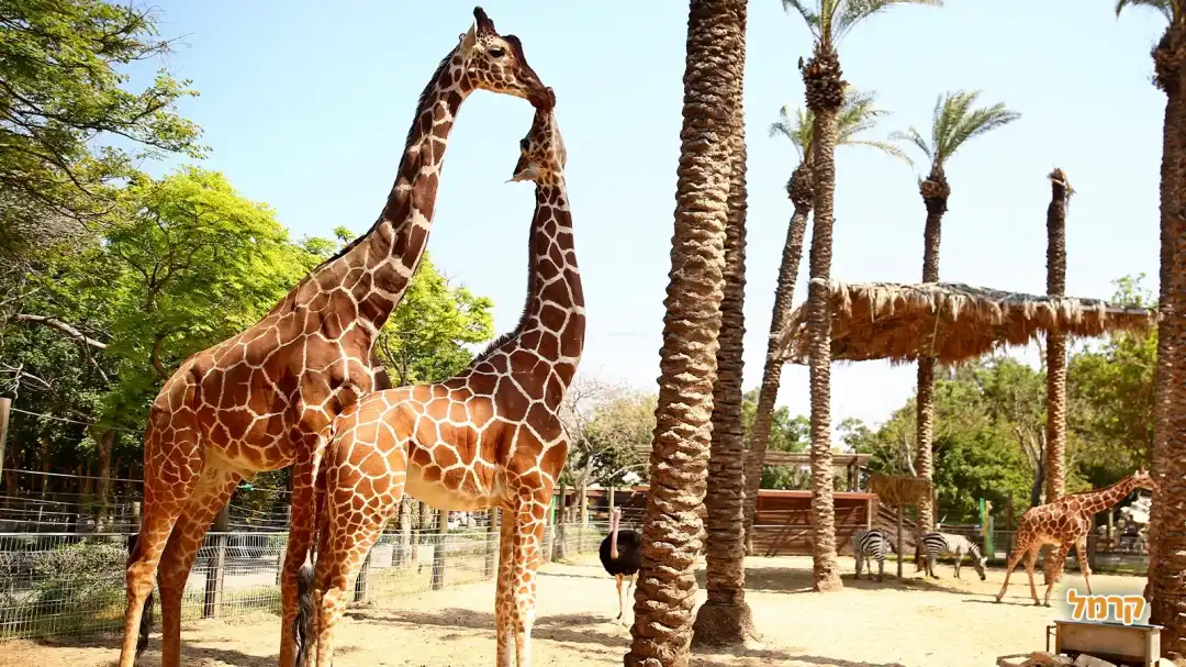 הגירפות במקום