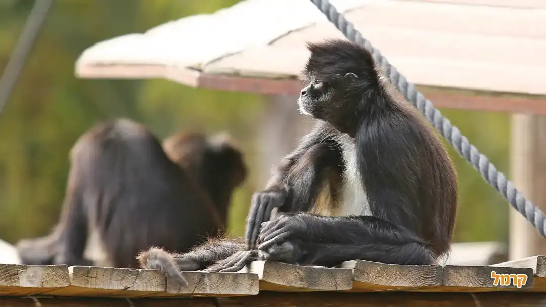 הקופים שלנו
