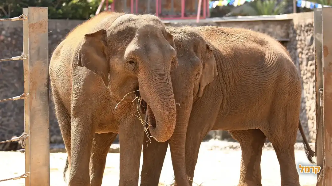מתחם הפילים
