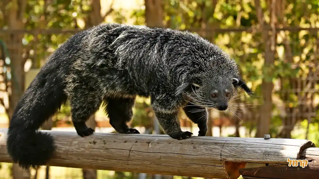 חיות הפארק המיוחדות שלנו
