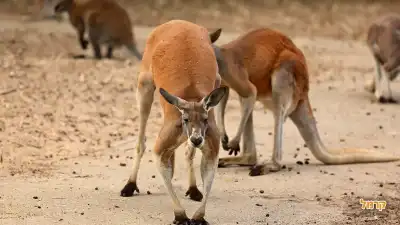 משפחת קנגרו