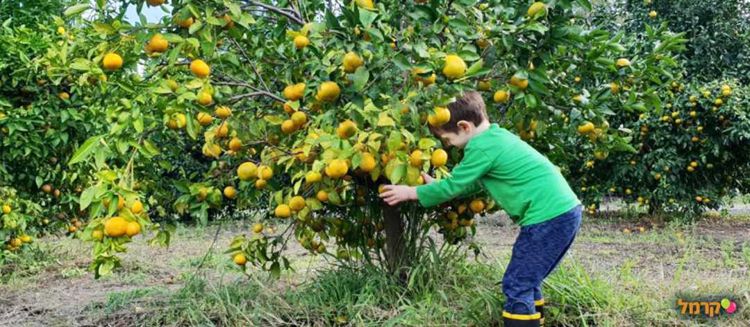 קטיף בית הראשונים
