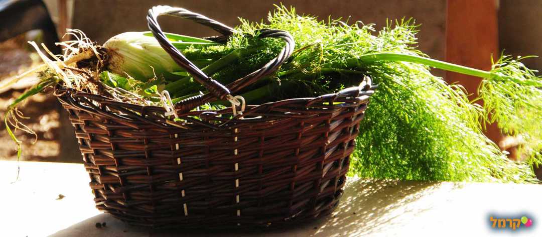 ירקות טריים