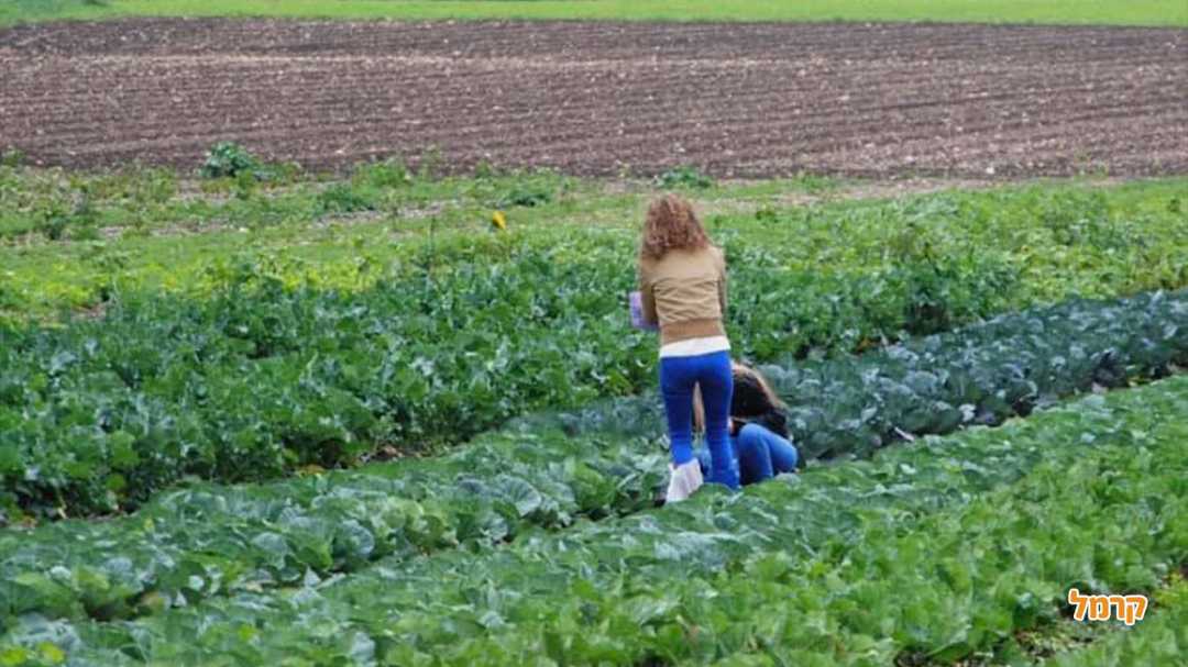 חסות וקישואים