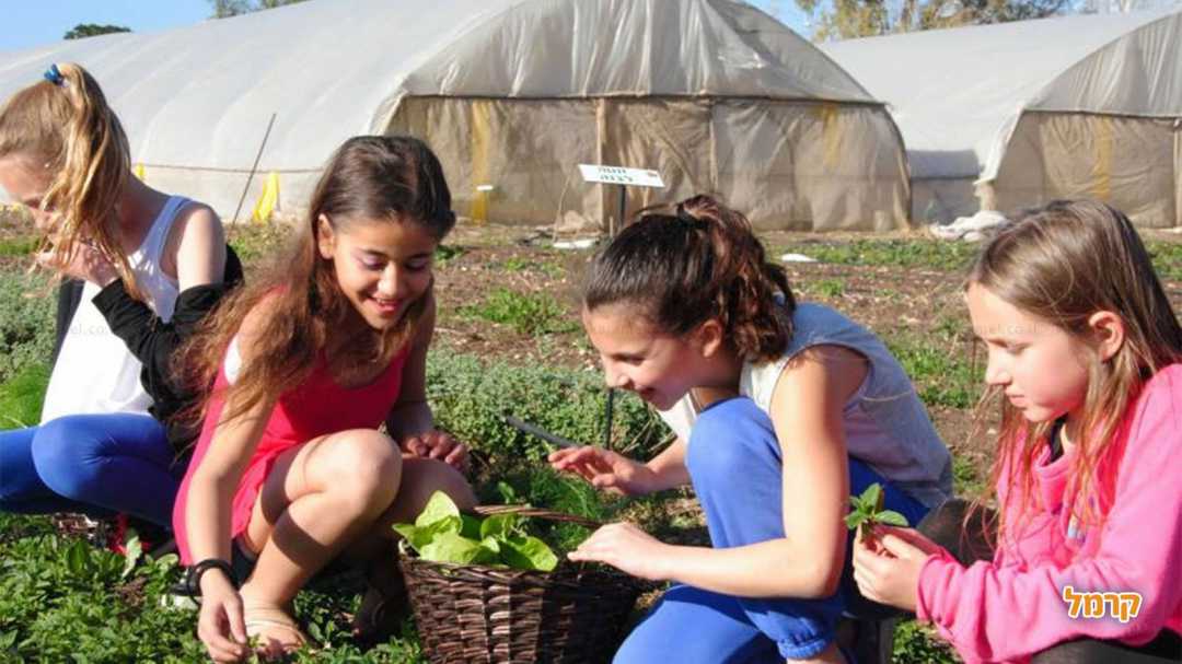 קוטפים חסה בסלסלה
