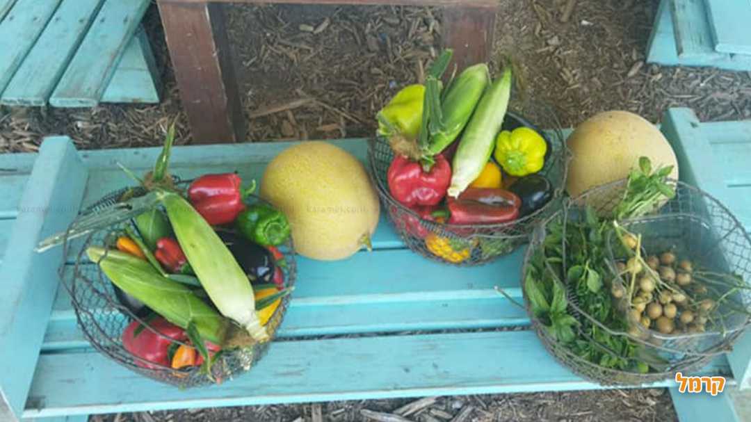 מבחר של ירקות
