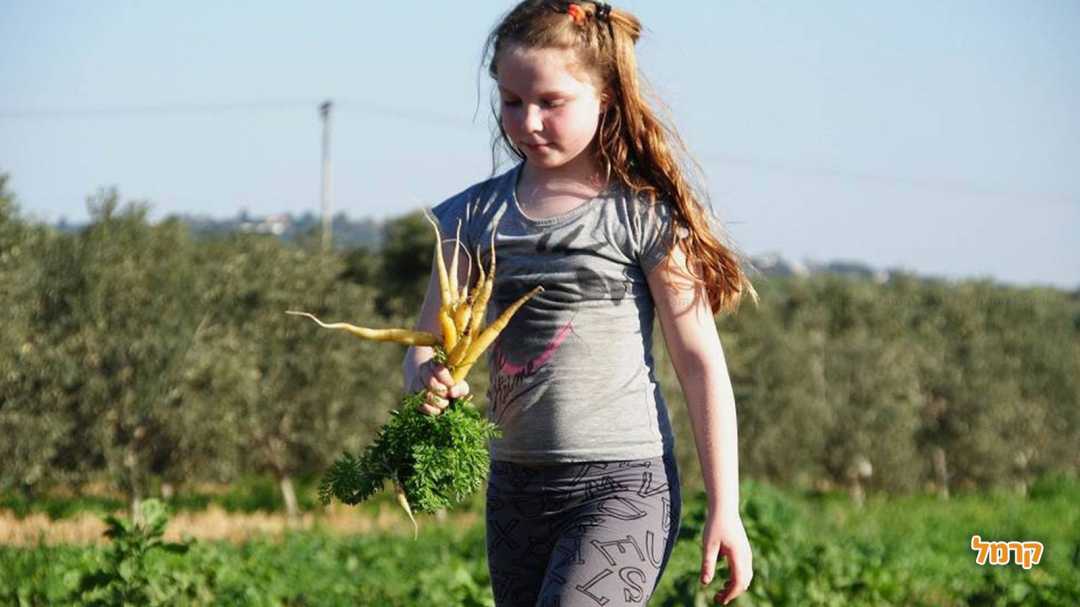 אוספים גזרים 