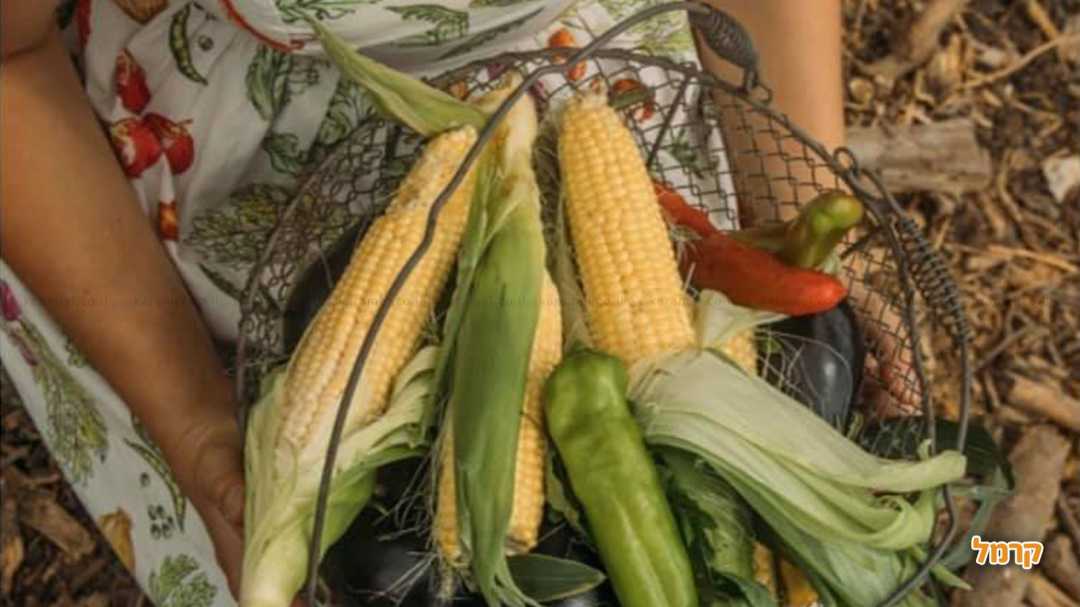 קלחי תירס בעונה