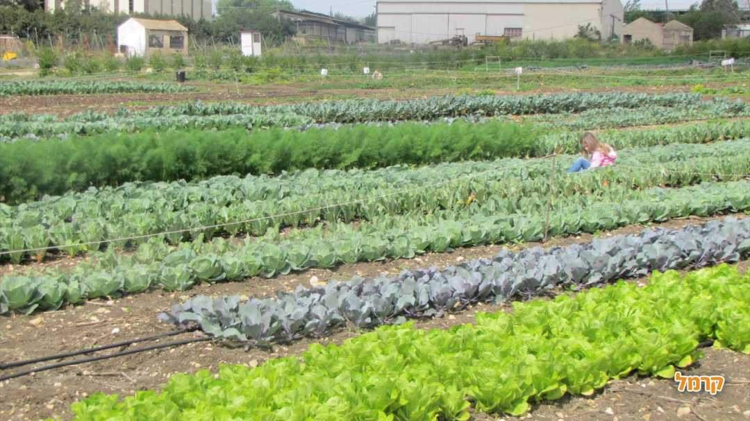 פריחת השדות