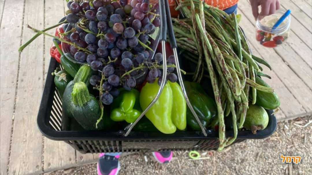 מגוון עשיר של פירות וירקות