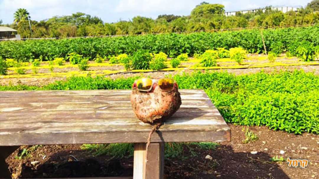 הגידולים שלנו