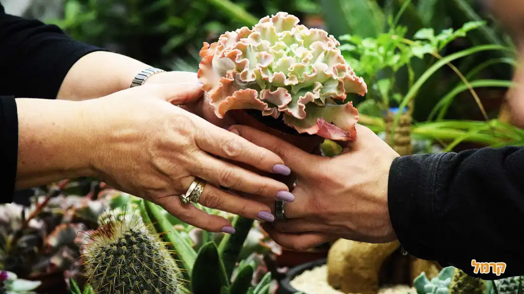 סדנת סוקולנטים, קקטוסים ובונסאי