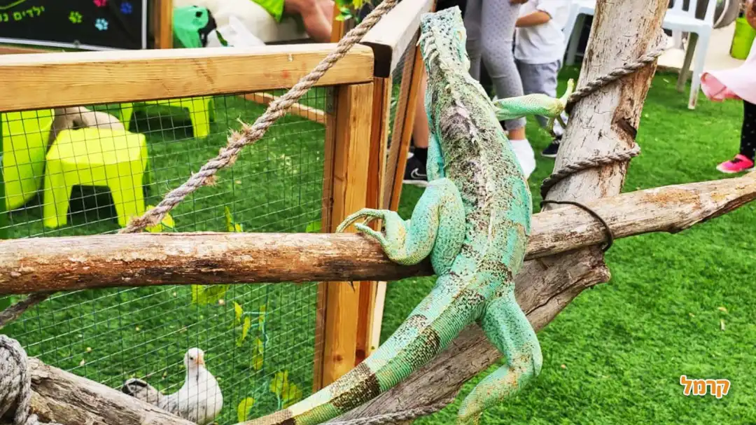 מתחם הג׳ונגל ג׳וי