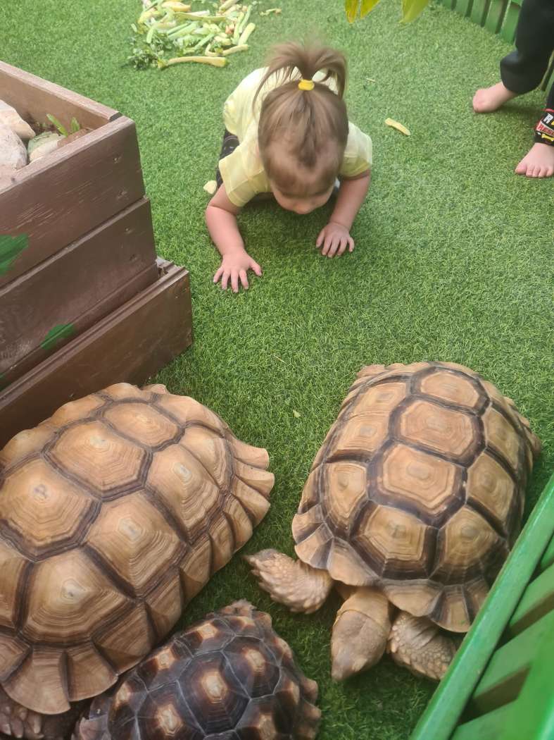 מתחם הג׳ונגל ג׳וי