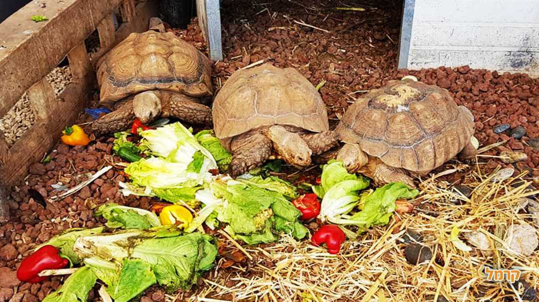חוות החיות של שלמה