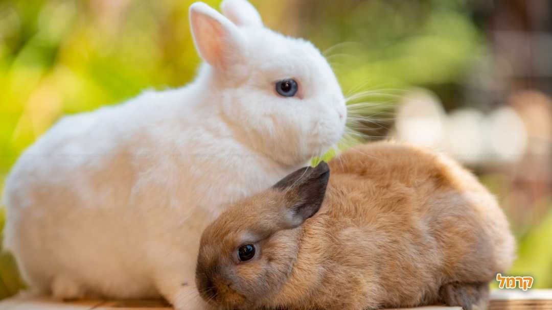 זוג ארנבונים