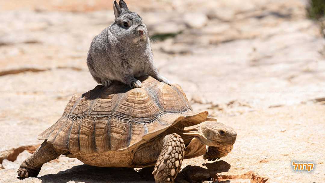 ארנב יושב על צב