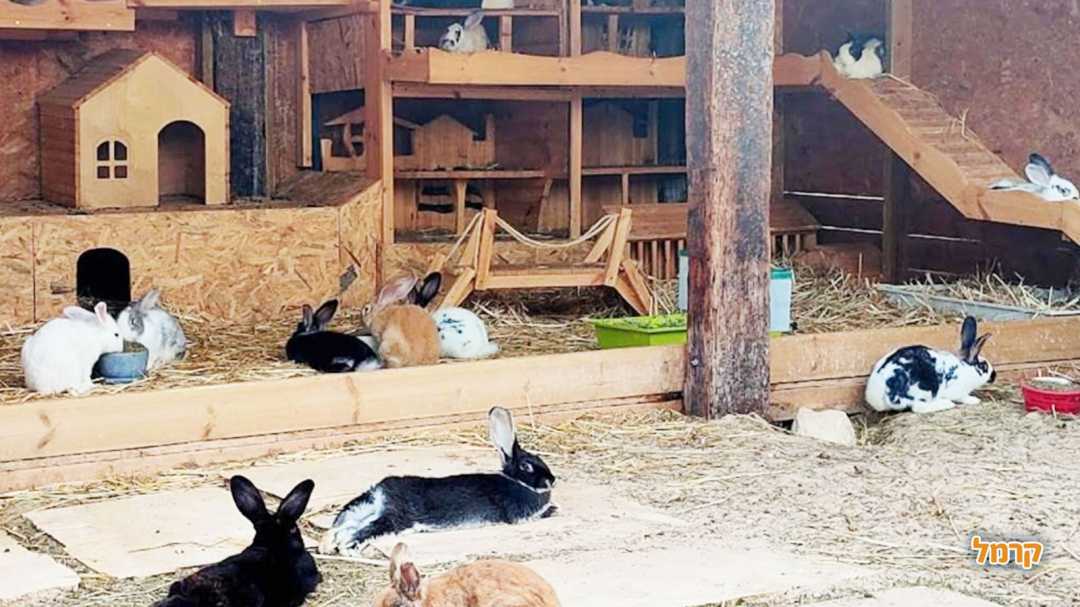 הבית של הארנבים