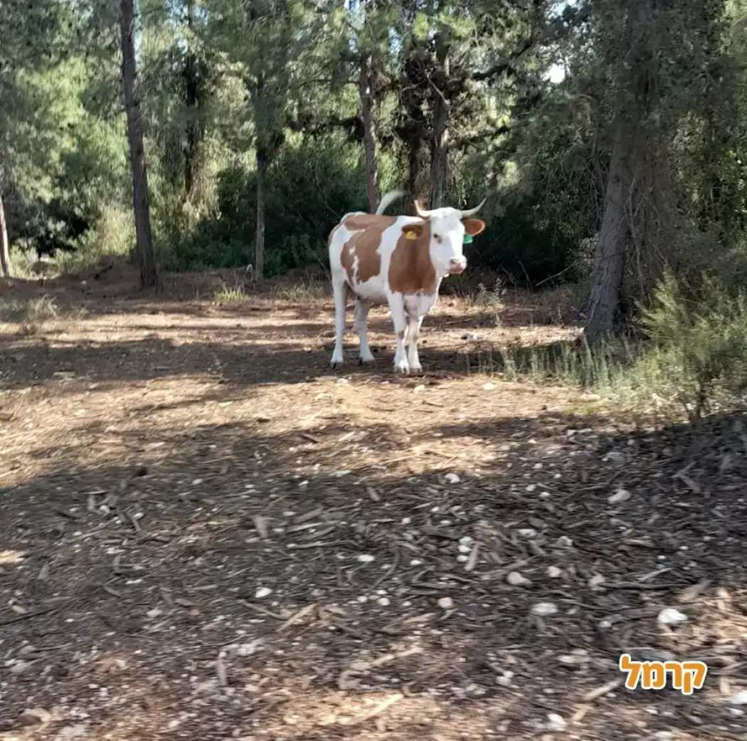 רייזרים הכרמל