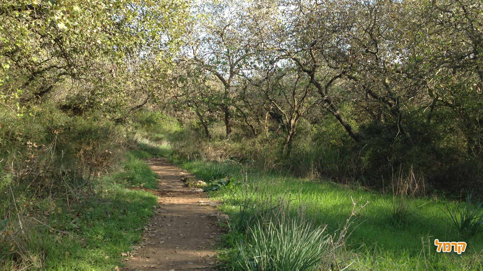טוקטוק אלונה - טיולי שטח - 073-7785464