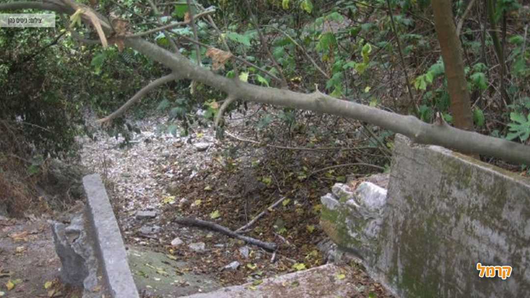 צמחיה ירוקה במלול נחל השופט