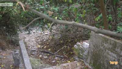 צמחיה ירוקה במלול נחל השופט