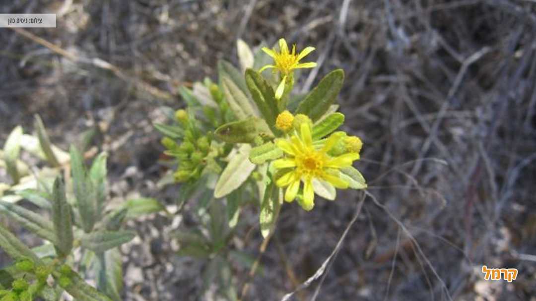 פרחים צהובים שנמצאו בדרך