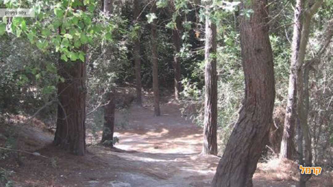 שביל המסלול בין עצים