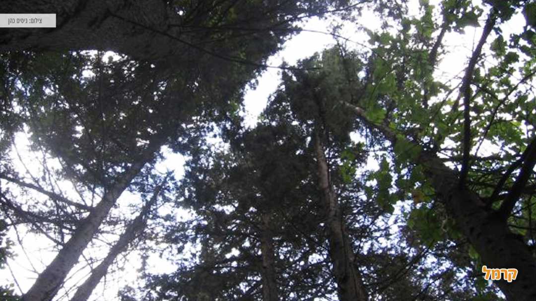 צילום על מרומי העצים