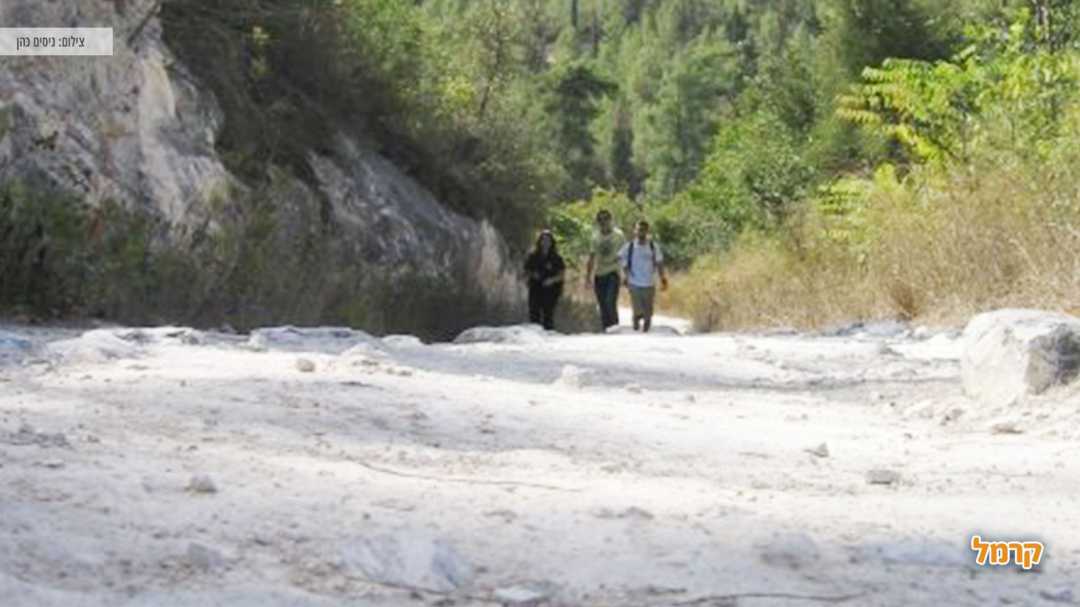 אנשים מטיילים ומסביבם טבע ירוק