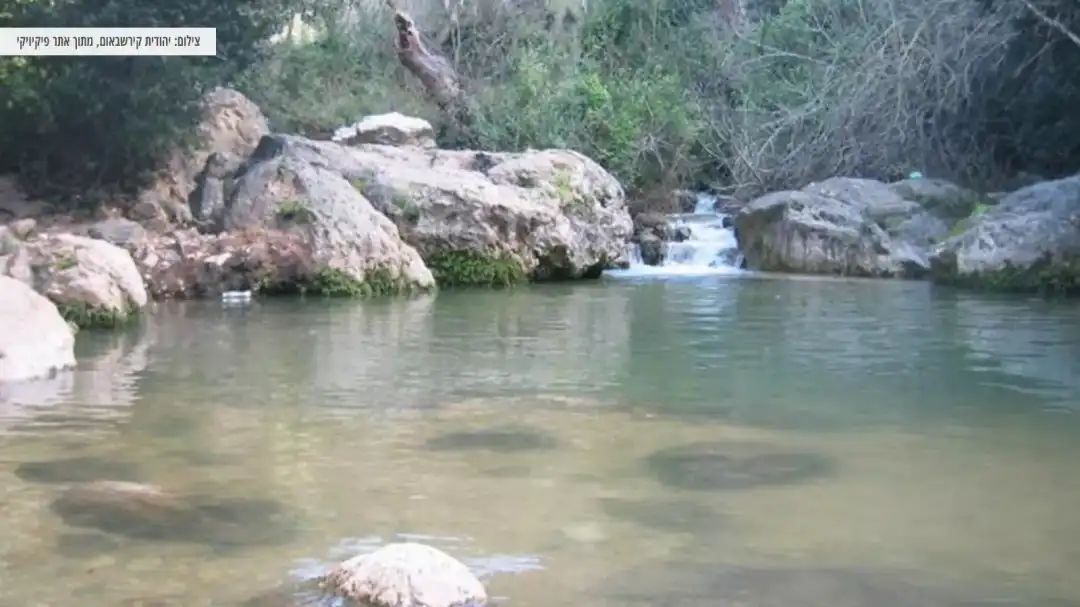בריכת מים טבעית בלב הנחל