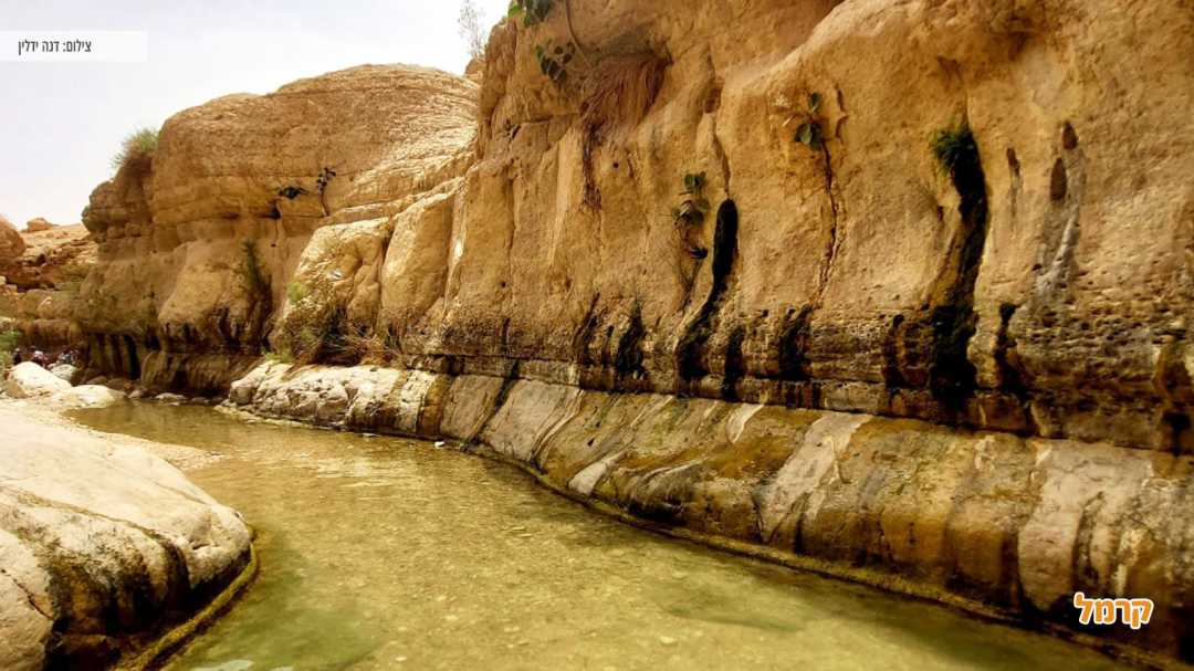 מסלול מי נחל ערוגות באמצע המדבר