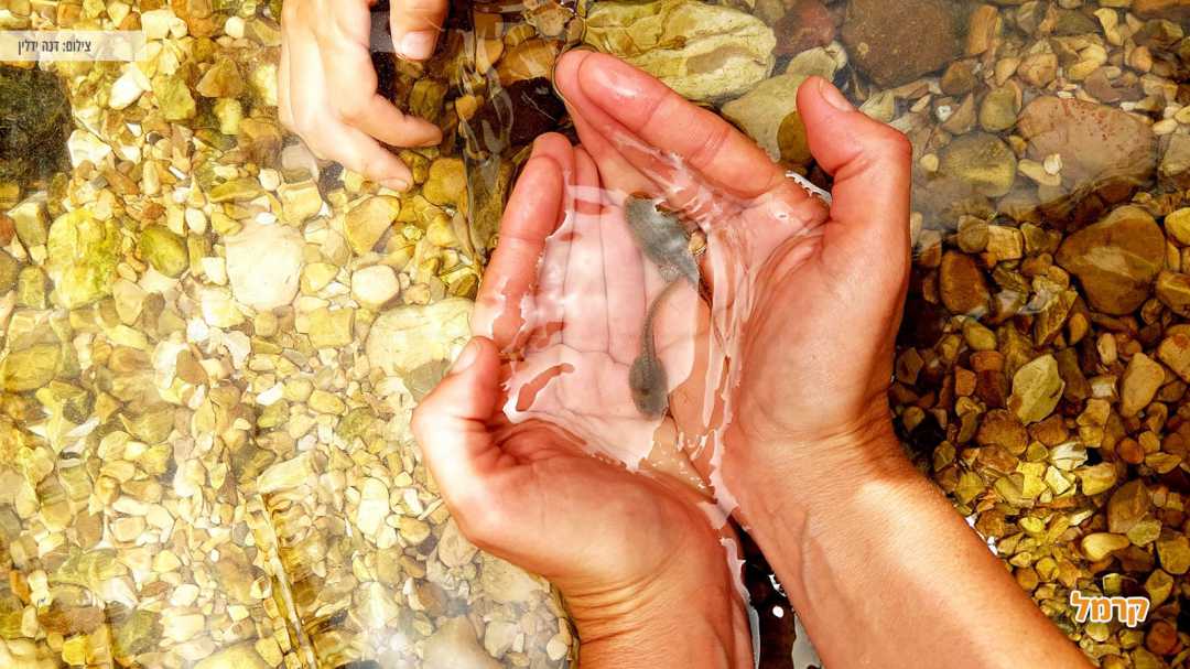 ראשנים שנמצאו בנחל