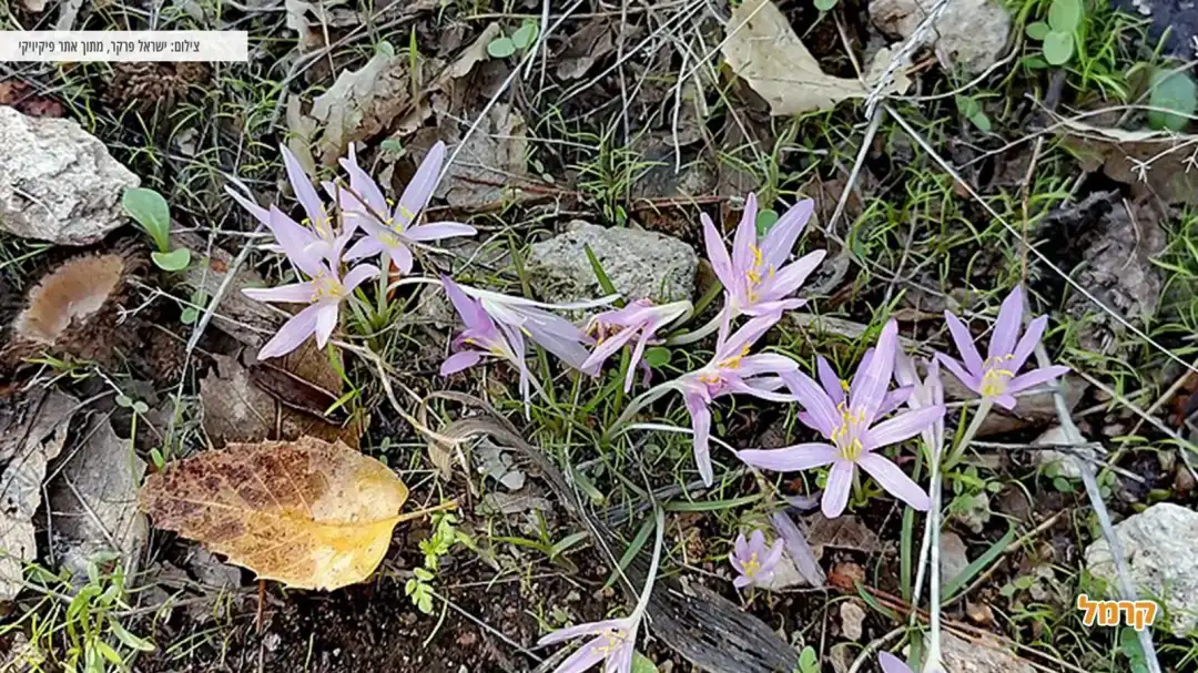 מסלול נדיר בפארק קנדה