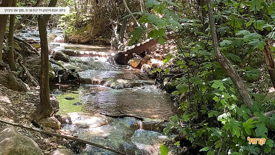 מסלול הנחל עם טבע וצמחיה מסביב