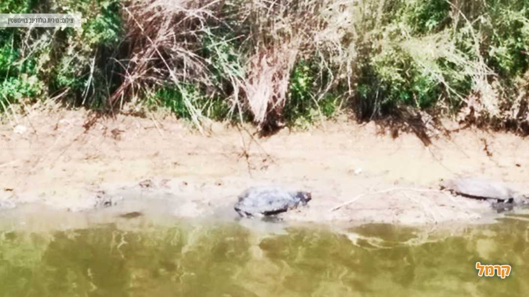 צב יוצא ממי הנחל