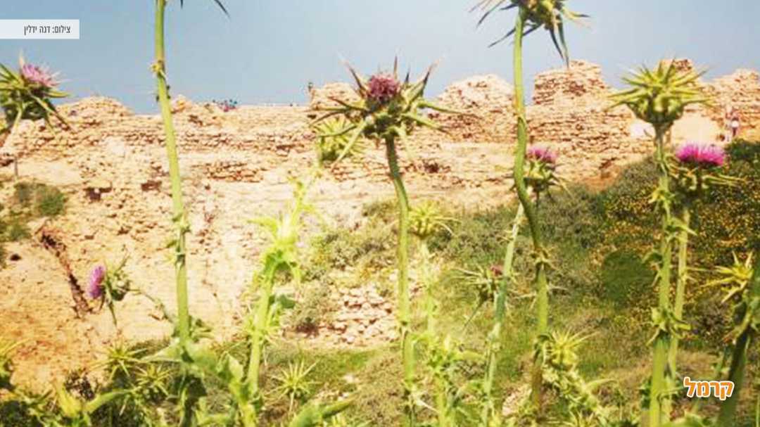 צמחיה יפייפיה באזור