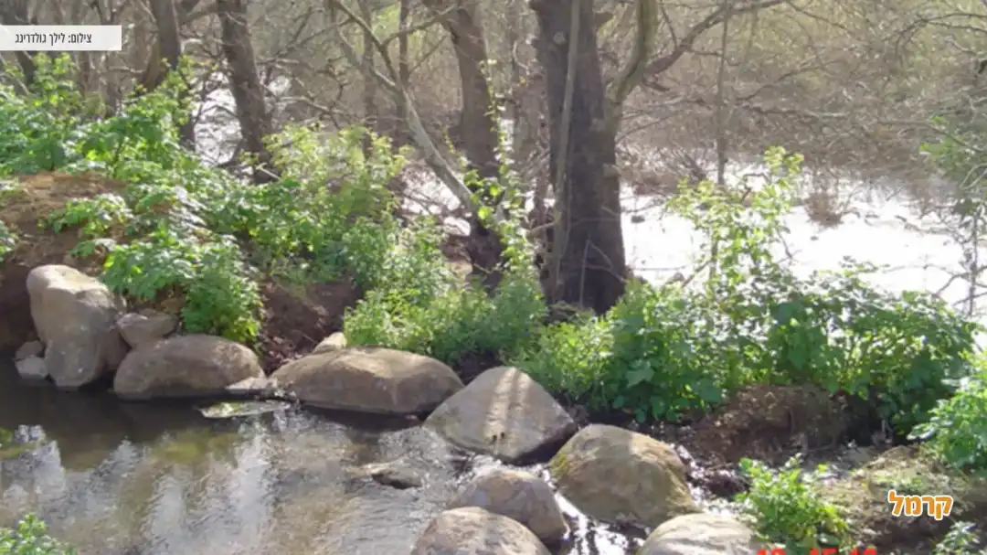 צמחיה וסלעים באמצע הנחל