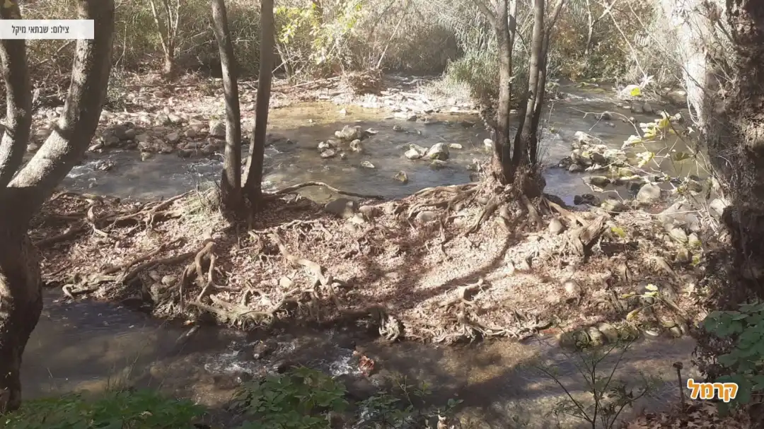 גשר וצמחייה לצד הנחל