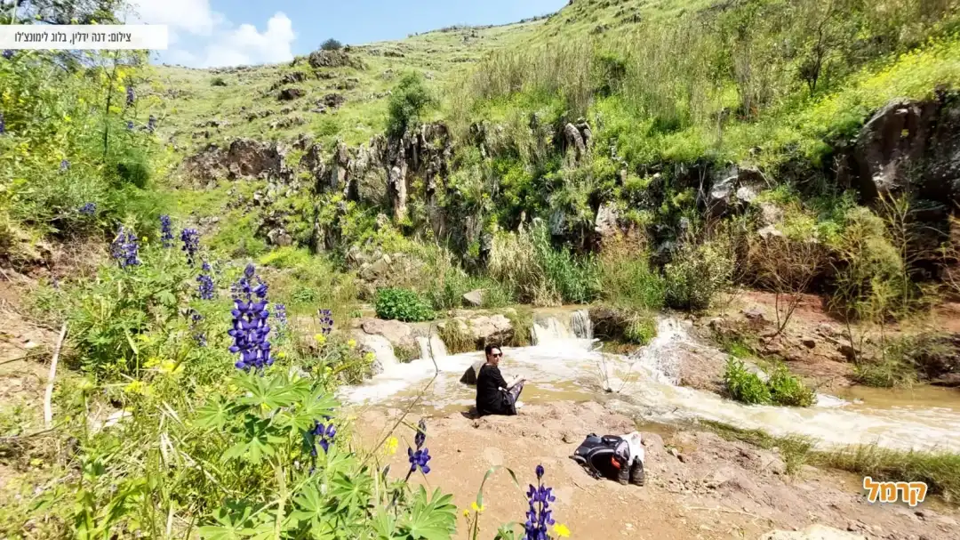 פריחה יפייפיה לצד מיי נחל תבור