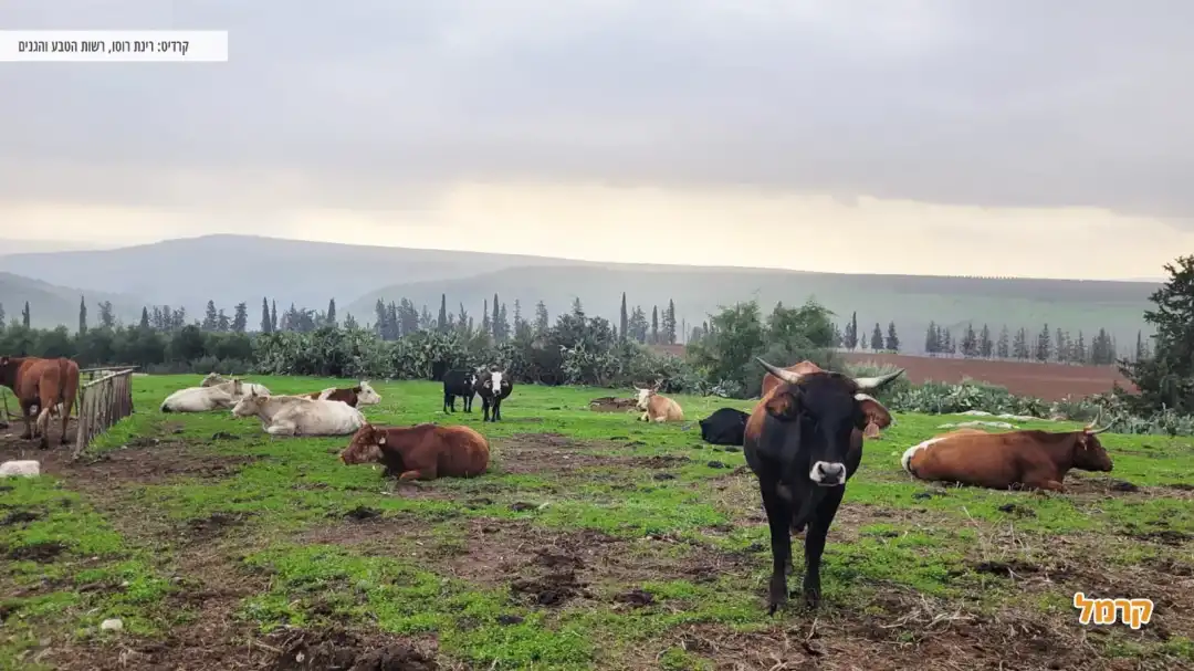 פרות מטיילות בשטח