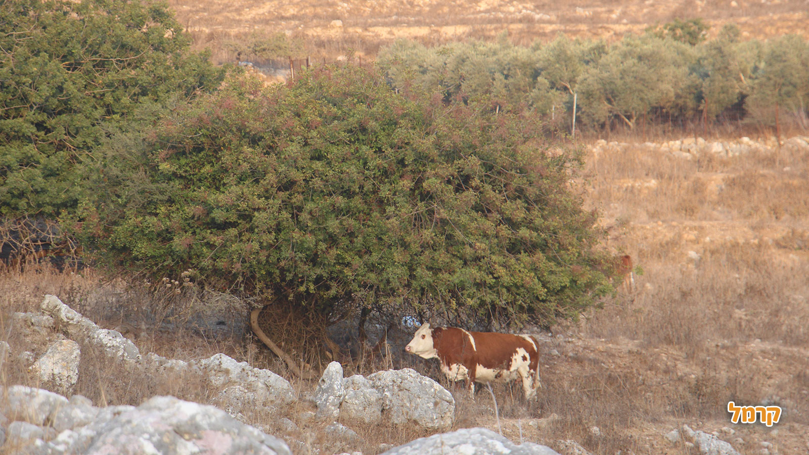 חוויה זוגית ברכב שטח - 073-7818721
