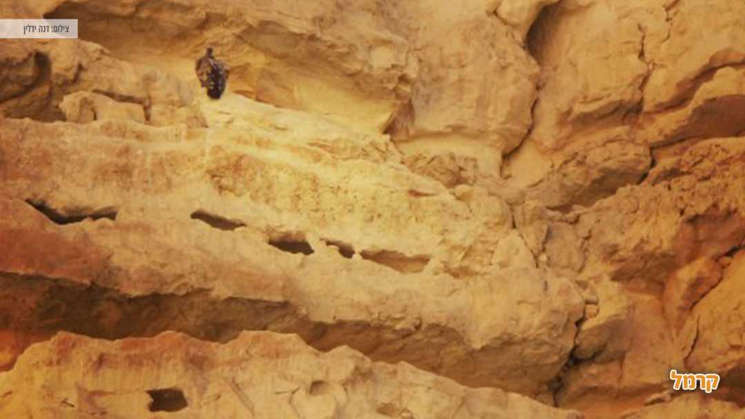 בעל חיים בין הסלעים