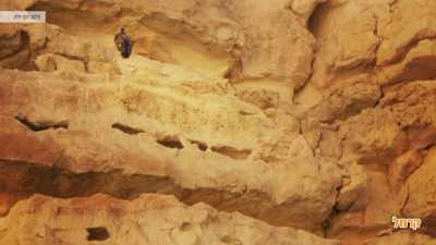 בעל חיים בין הסלעים בעל חיים בין הסלעים