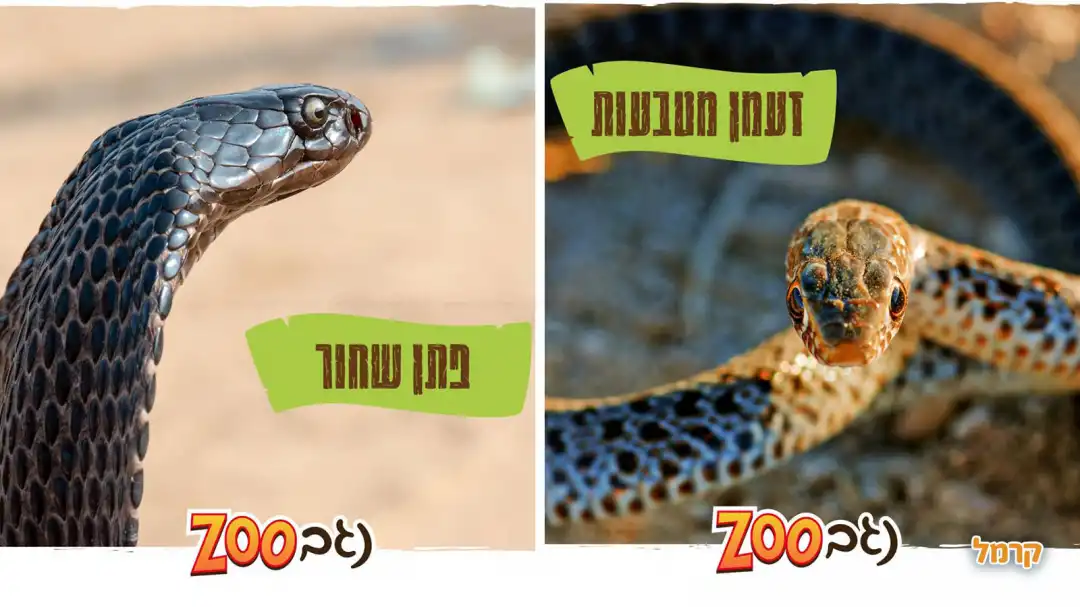 מדבריום