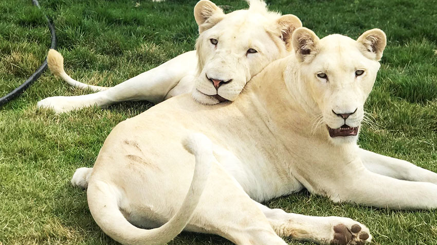 נגב ZOO נגב ZOO
