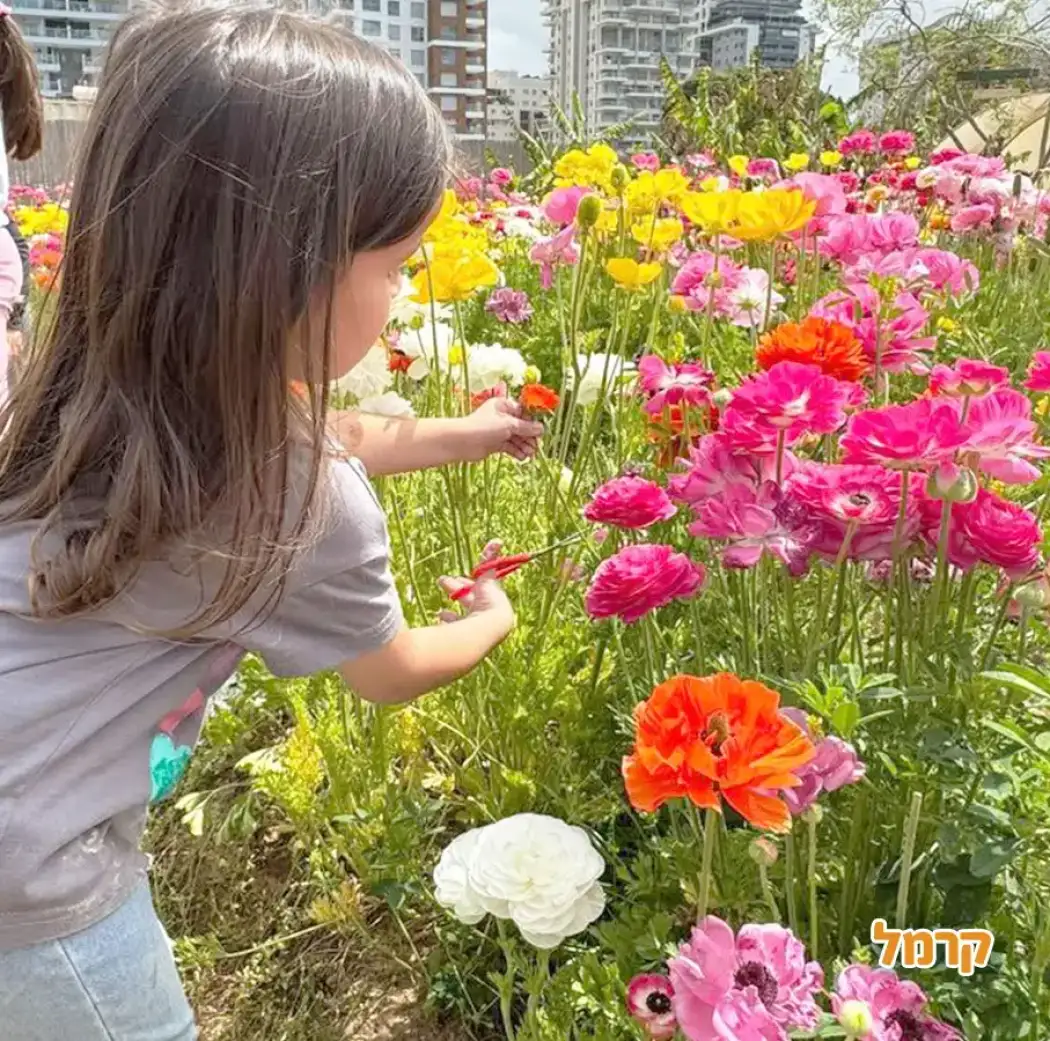 משק הפארק משק הפארק