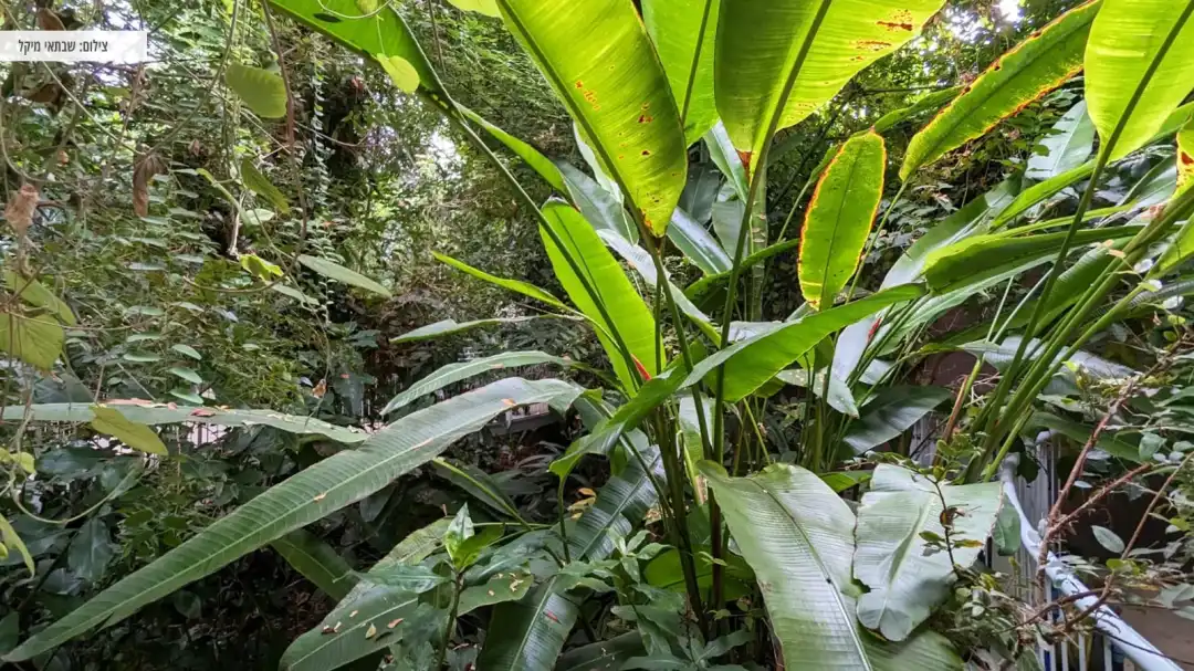 צמחיה ירוקה בגן