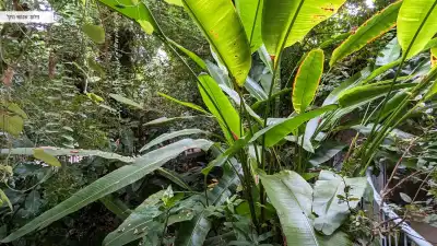 צמחיה ירוקה בגן צמחיה ירוקה בגן