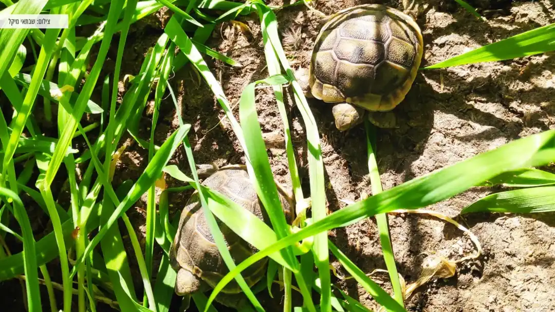 צבים מטיילים